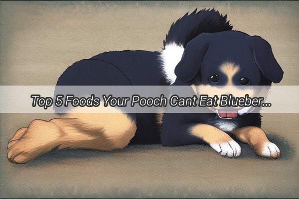 Top 5 Foods Your Pooch Cant Eat Blueberries Are Off the Menu